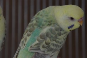 華樂種虎皮鸚鵡 華樂種虎皮鸚鵡