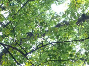 頂果樹屬 頂果樹屬