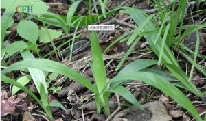 寬葉薹草 寬葉薹草