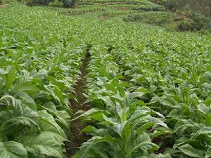 小瓦鍋村發展重點-烤菸種植