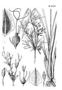 西南飄拂草 西南飄拂草