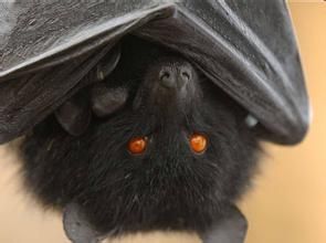 淺黑狐蝠 淺黑狐蝠