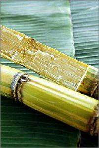 白沙糖[白沙糖]