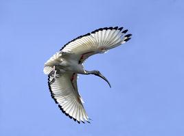 非洲白䴉 非洲白䴉