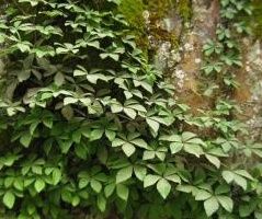 大果西疇崖爬藤