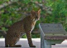 短尾貓佛羅里達亞種 短尾貓佛羅里達亞種