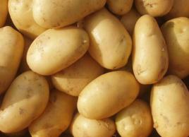 滕州馬鈴薯 滕州馬鈴薯