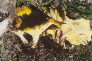 波緣多孔菌 波緣多孔菌