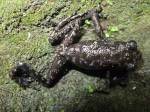 秉志齒蟾 秉志齒蟾