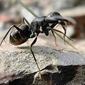 擬黑多刺螞蟻