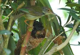 縫葉鶯屬 縫葉鶯屬