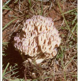 葡萄色頂枝瑚菌 葡萄色頂枝瑚菌