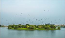 城市綠島 城市綠島