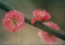 南京紅梅 南京紅梅