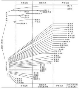 恩格勒系統 恩格勒系統