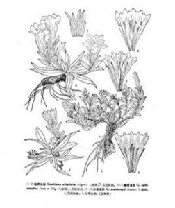 粗根龍膽 粗根龍膽