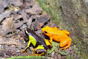 市場上最熱門的兩種曼蛙金曼蛙與錦曼蛙M. madagascariensis