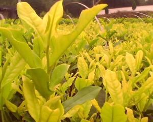 黃茶 黃茶