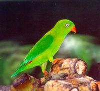 短尾鸚鵡 短尾鸚鵡