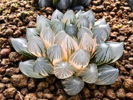 霓虹燈玉露 霓虹燈玉露