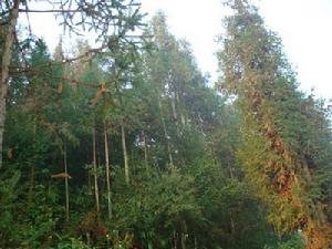 跌達坡大寨自然村-生態林