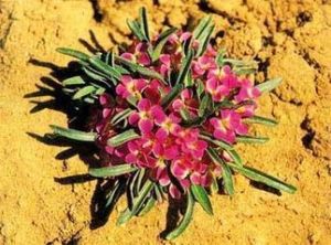 無莖桂竹香(變種) 無莖桂竹香(變種)