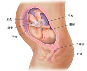 懷孕30周胎兒發育_孕婦變化_懷孕注意事項