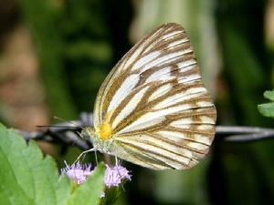白翅尖粉蝶 白翅尖粉蝶