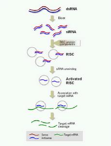 RNA干擾技術：2006年諾貝爾醫學獎成果解讀