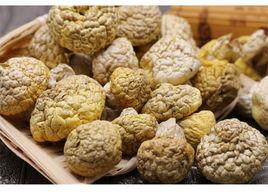 祁連黃菇 祁連黃菇