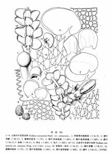 雲南耳葉苔（原變種）