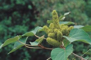 網脈野桐 網脈野桐