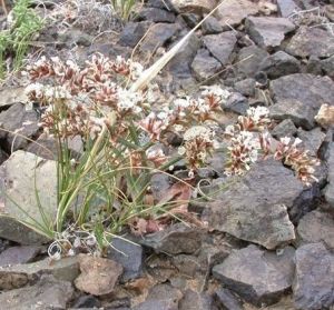 疏花駝舌草 疏花駝舌草