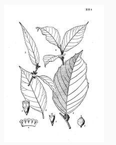 網脈杜莖山 網脈杜莖山