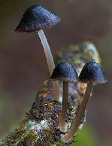 污白柄小菇 污白柄小菇