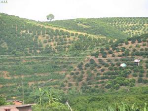 圖2 鬱南無核沙糖桔生產基地