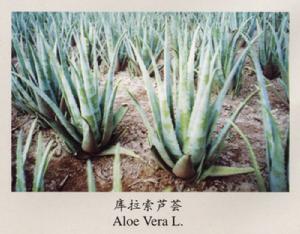 原產於西印度群島和巴多斯島