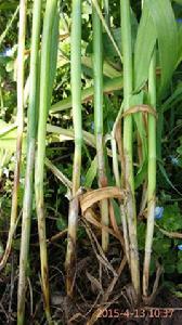 小麥紋枯病 小麥紋枯病