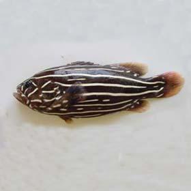 六帶線紋魚 六帶線紋魚