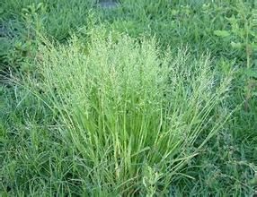 薩哈林早熟禾 薩哈林早熟禾