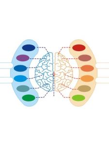斯佩里左右腦分工理論 斯佩里左右腦分工理論