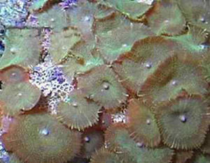 蘑菇葵花珊瑚 蘑菇葵花珊瑚