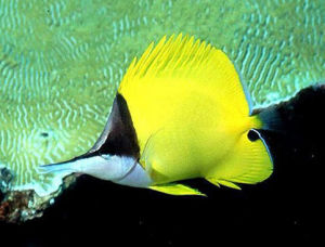 黃鑷口魚 黃鑷口魚