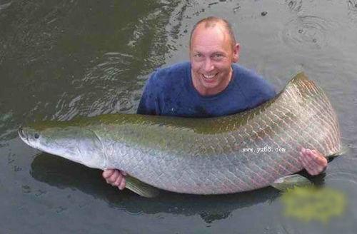 艾德·米格道爾斯基捕獲的巨骨舌魚