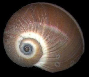 腰帶玉螺 腰帶玉螺