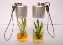 植物掛鏈 植物掛鏈