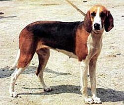 佩狄芬犬 佩狄芬犬