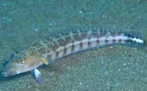 紅帶擬鱸 紅帶擬鱸