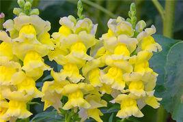 王冠金魚草 王冠金魚草