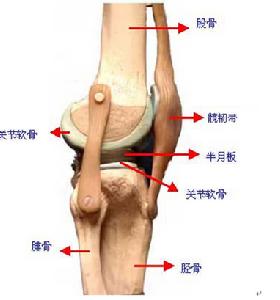 骨性關節炎 骨性關節炎